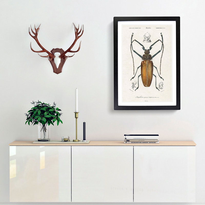 Beetle Illustration PL.11 by Charles D'Orbigny Framed Print, 33cm H x 24cm W x 2cm D, Black Framed