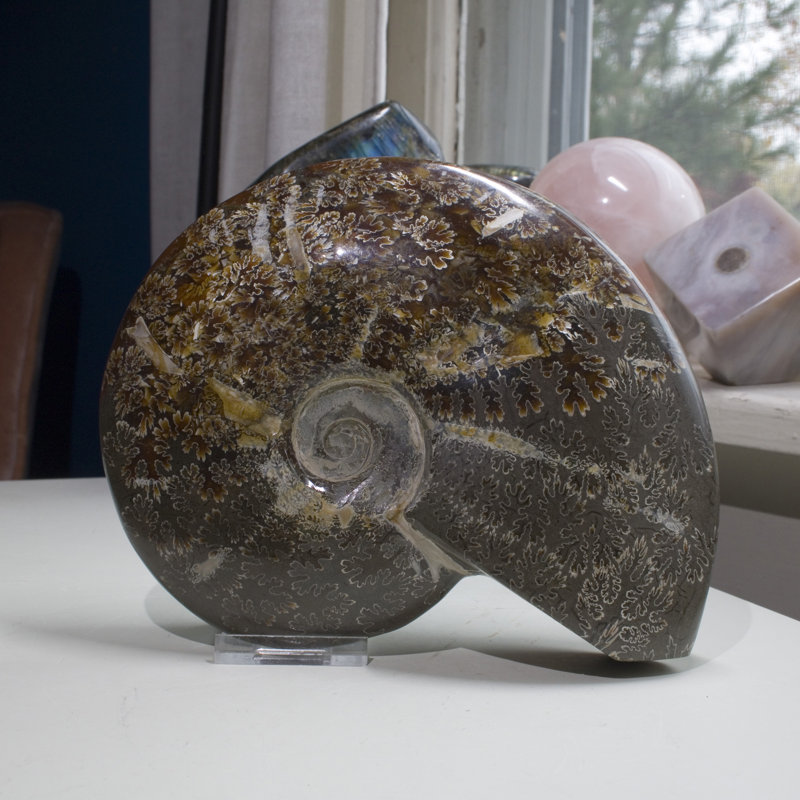 Grande coquille d'ammonite polie Alixs