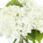 Faux Hydrangea Arrangement in Vase-525881860