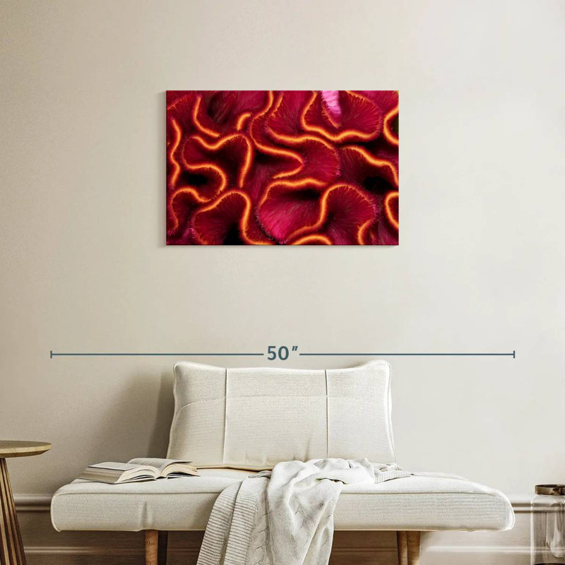 Corail rouge Brampt