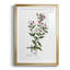 «Rose Botanical III», reproduction encadrée de qualité supérieure - prête à être accrochée-40744583-40744600