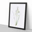 Paradise Lily by Pierre-Joseph Redoute - Framed Print-55577926-55577928
