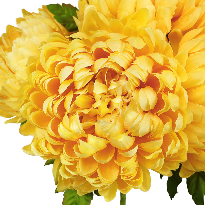 Chrysanthème buisson, Jaune