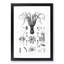 Octopus Illustrations by E.F. Jomard - Picture Frame Drawing Print-55723890-55723887