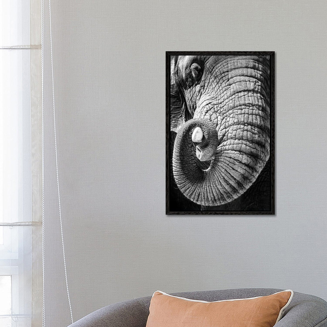 Elephant Curling Trunk Around Tusk - Black And White by Susan Richey - Gallery-Wrapped Canvas Giclée on Canvas