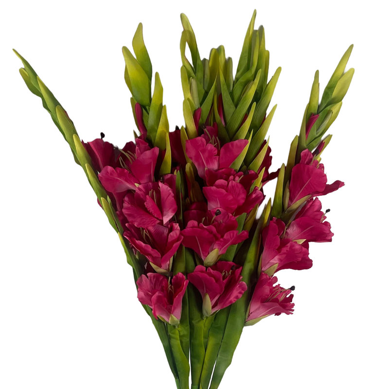 Antiqua Arrangement