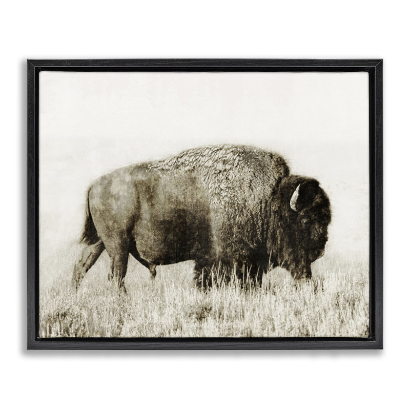 «Bison Grazing in Field» par Dan Meneely, Cadre flottant noir de jais, H 17 po x l 21 po