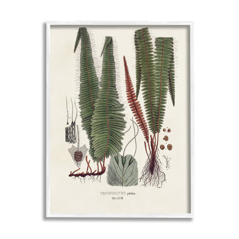 Az-400, reproduction de fougère encadrée Az, H 30 po x l 24 po x P 1,5 po, Giclée encadrée blanc bord de mer