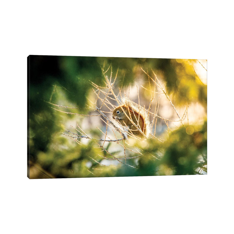 Squirrel Surrounded by Leaves and Light 1 Piece Wrapped Canvas Wall Art, 30.48 cm H x 45.72 cm W