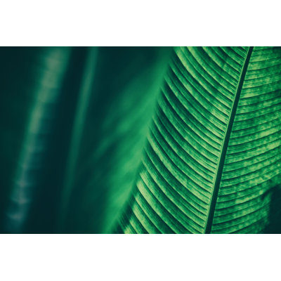 Feuille de palmier tropical sur fond texturé - Photographie sur toile tendue