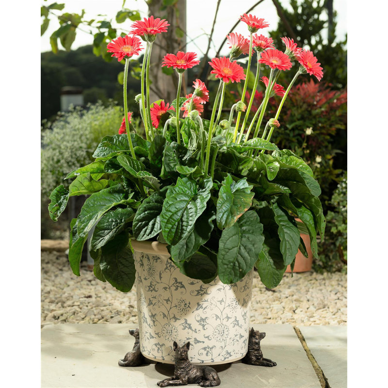 Eilis Weather Resistant Planter Feet