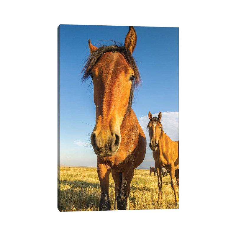 USA, Utah, Tooele County. Wild Horses Close-up. by Jaynes Gallery - Wrapped Canvas Gallery-Wrapped Canvas Giclée
