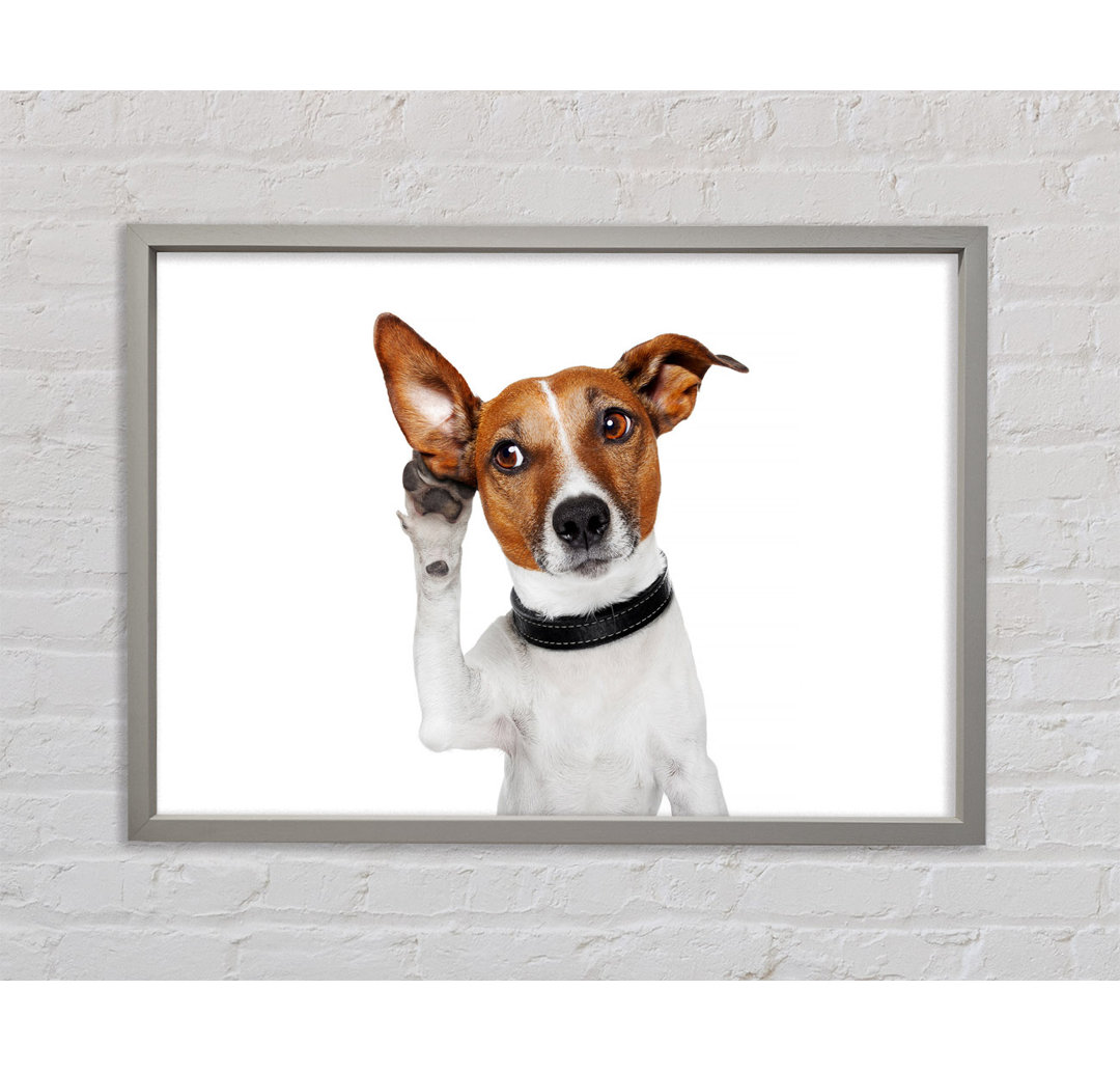 Jack Russell Hund Listen - Einzelner Bilderrahmen Kunstdrucke auf Leinwand