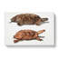 Two Terrapins by John Edward Gray - Wrapped Canvas-55372066