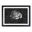 Rose Rodion Kutsaev - Picture Frame Painting Print-56705527-56705531