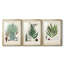 " Collected Ferns I " 3 - Pieces-69982997-69982999