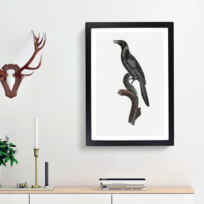 Manucode Bird of Paradise by Jacques Barraband - Picture Frame Painting Print, 65cm H x 48cm W x 2cm D, Black Framed
