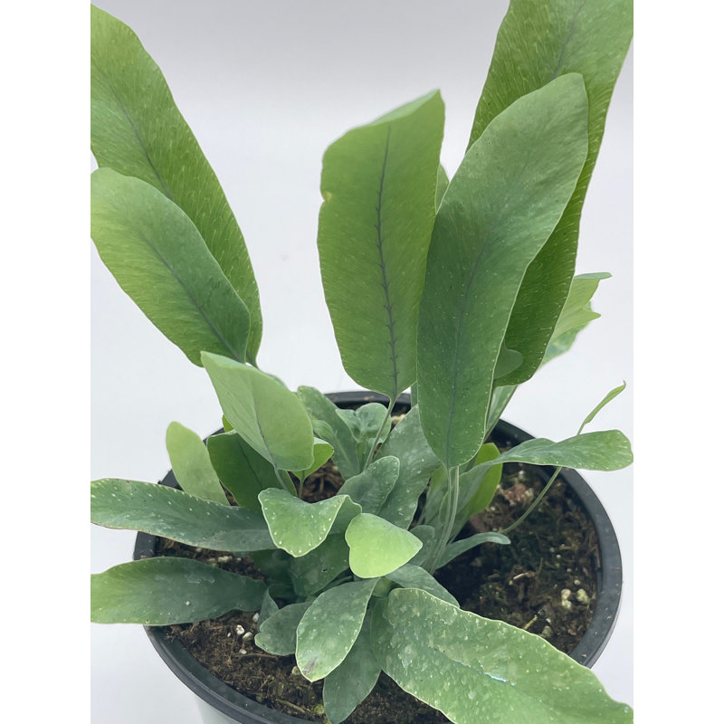 Phlebodium Aureum, 4 Inch