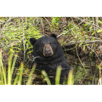 Ours - photographie sur toile tendue