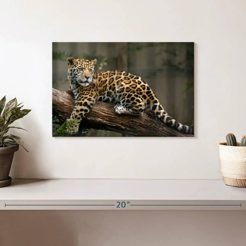 Regard de bébé jaguar Brampt, H 8 po x l 12 po