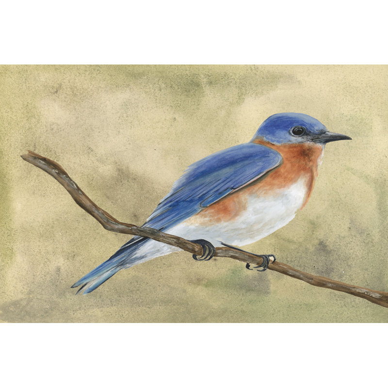 Backyard Birds IV by Michael Willett - Wrapped Canvas Print, 30 cm H x 46 cm W