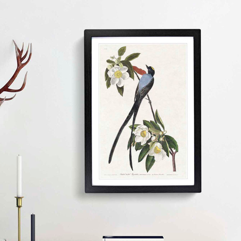 Fork-Tailed Flycatcher Bird by John Audubon - Picture Frame Painting Print, 65cm H x 48cm W x 2cm D, Black Framed