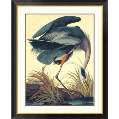 " Great Blue Heron " by James Audubon