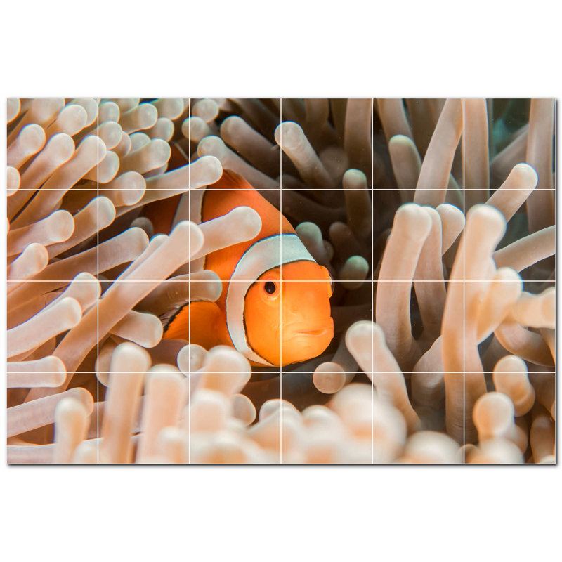 Corail photo 6 x 6