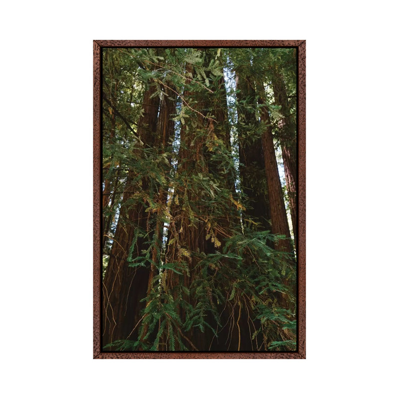 Redwood Forest XIV by Bethany Young - Print on Canvas, Classic Brown Wood Framed, 66.04cm H x 45.72cm W x 3.81cm D