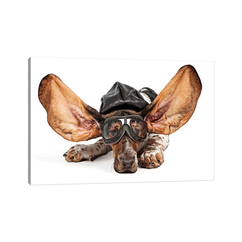 Basset Hound Aviator Stock Photo by Susan Schmitz - Wrapped Canvas Gallery-Wrapped Canvas Giclée, 20.32 cm H x 30.48 cm W