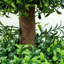 Banasky Set of 2 Decorative Artificial Plants Boxwood Trees in Pot, Green
