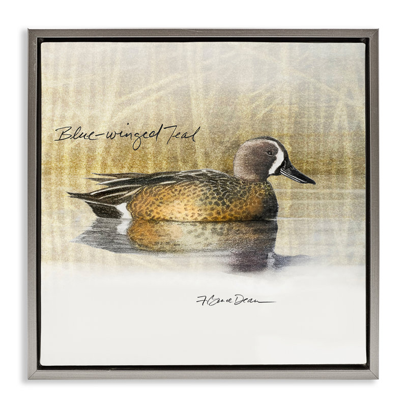 «Blue Winged Teal Duck», art mural encadré par Jadei, Cadre flottant gris lustré, H 18 po x l 18 po