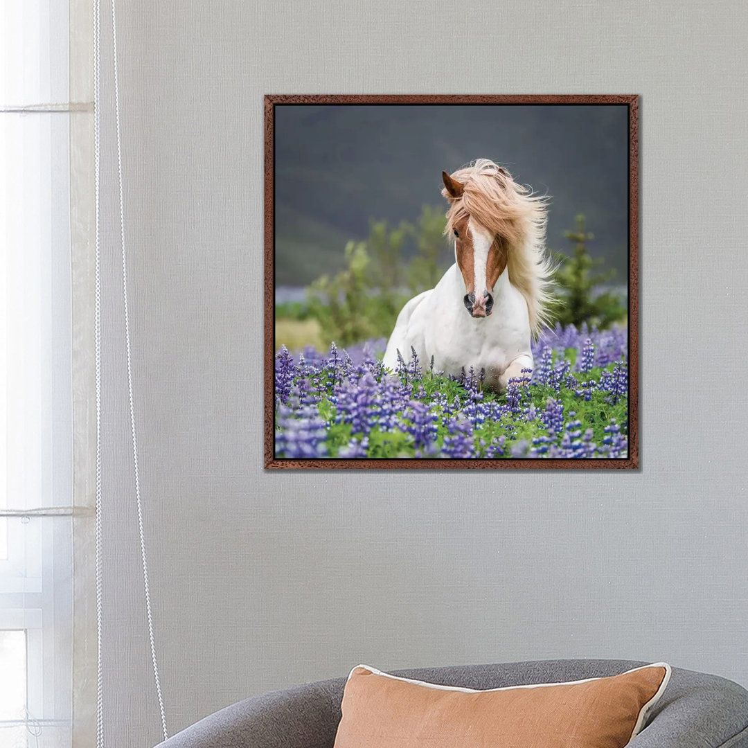 Leinwandbild Trotting Icelandic Horse II, Lupine Fields, Iceland