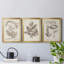 Antique sépia botanicals iv - ensemble de 3 peintures sur toile encadrées-1332138344-1332138350