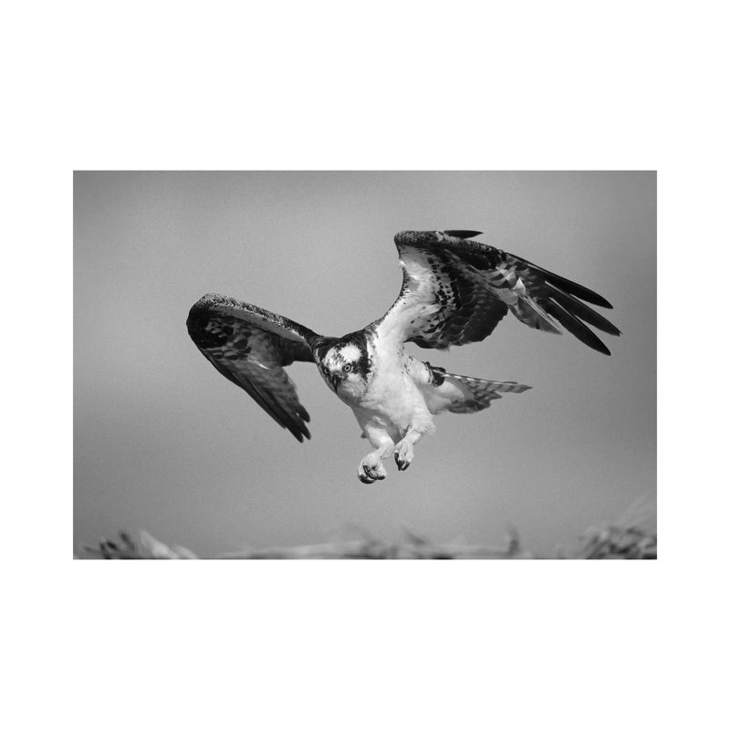 Osprey Landing At Nest, North America - Wrapped Canvas Print, 20.32 cm H x 30.48 cm W