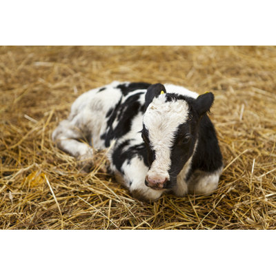 " Newborn Calf " by Erdinhasdemir