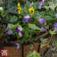 Dubenky Hanging Basket Planter with Liner (x4)-427701182