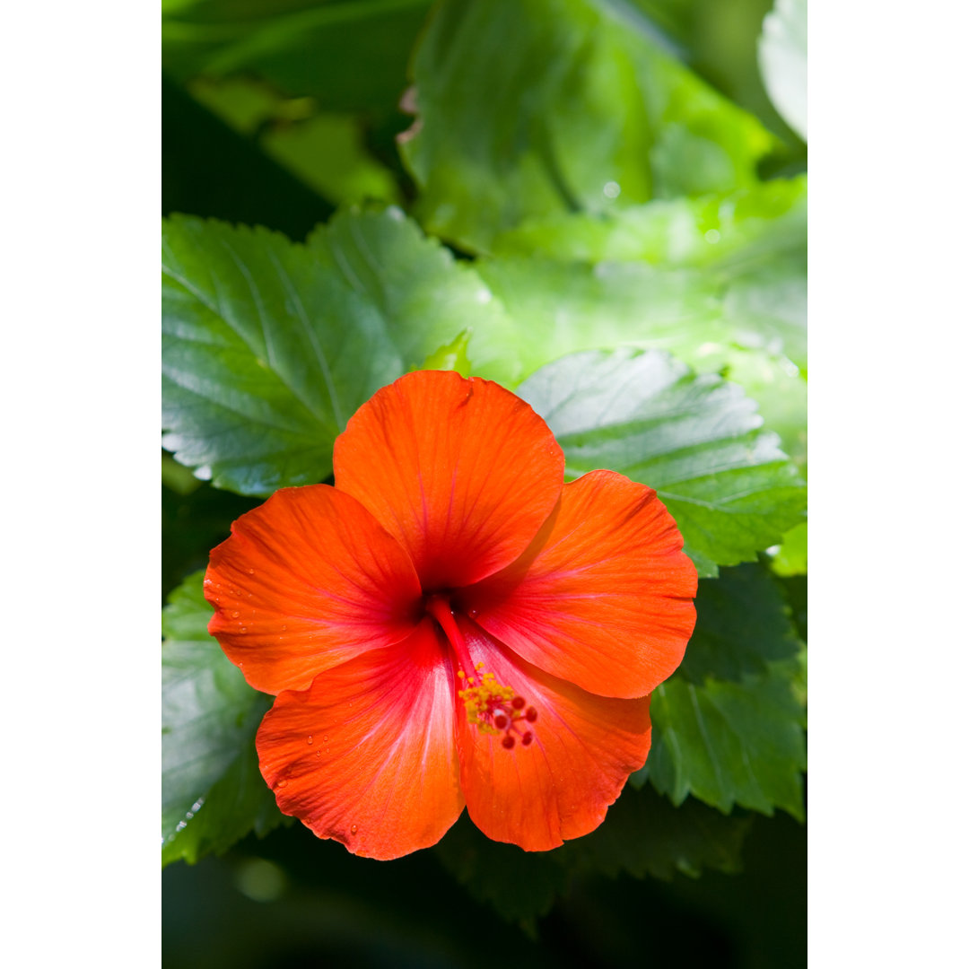 Hibiskusblüte von ND1939 - Druck