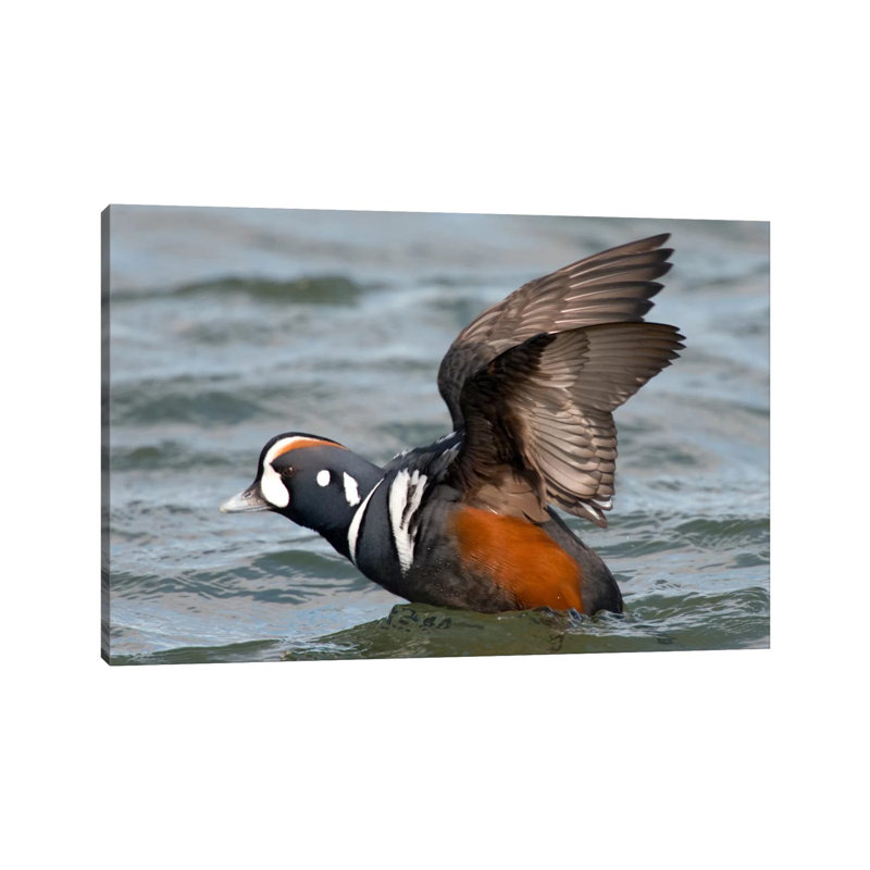 Harlequin Duck Male Taking Flight, Barnegat Light, New Jersey by Steve Gettle - Wrapped Canvas Print, 20.32 cm H x 30.48 cm W