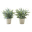 Plante 12,5 po Mcclain-129586461