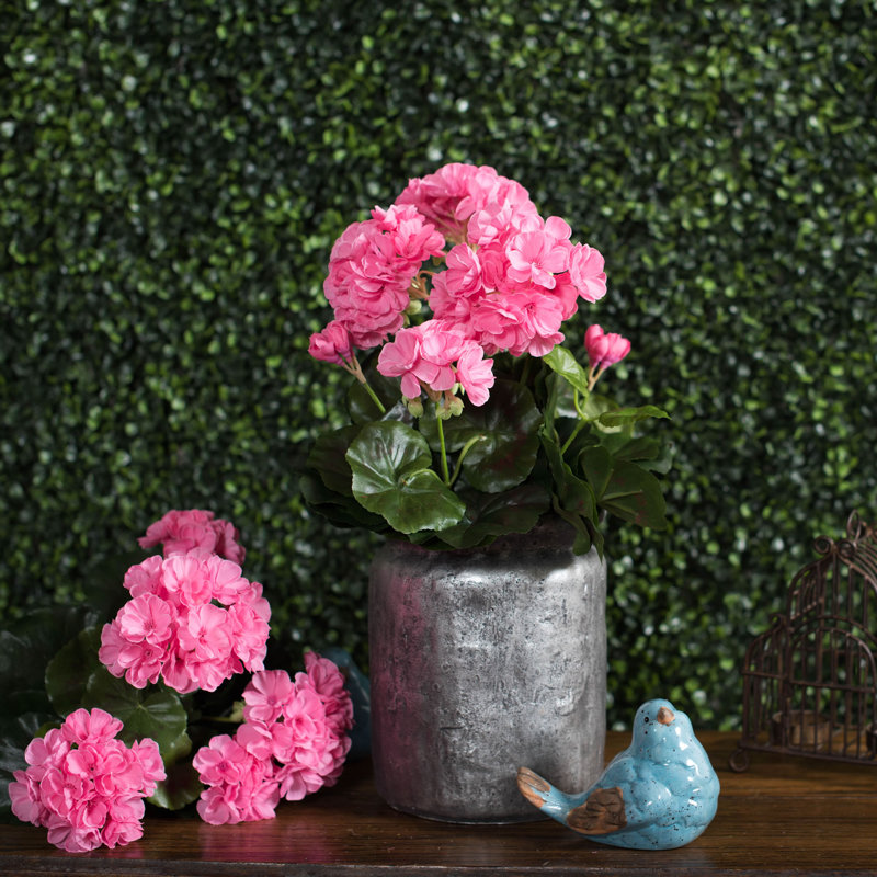 Faux buisson de géranium, Rose