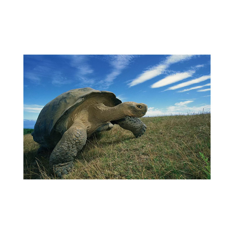 Galapagos Giant Tortoise Old Male In Dry Season On Caldera Rim, Alcedo Volcano, Isabella Island, Galapagos Islands, Ecuador by Tui De Roy - Wrapped Canvas Print