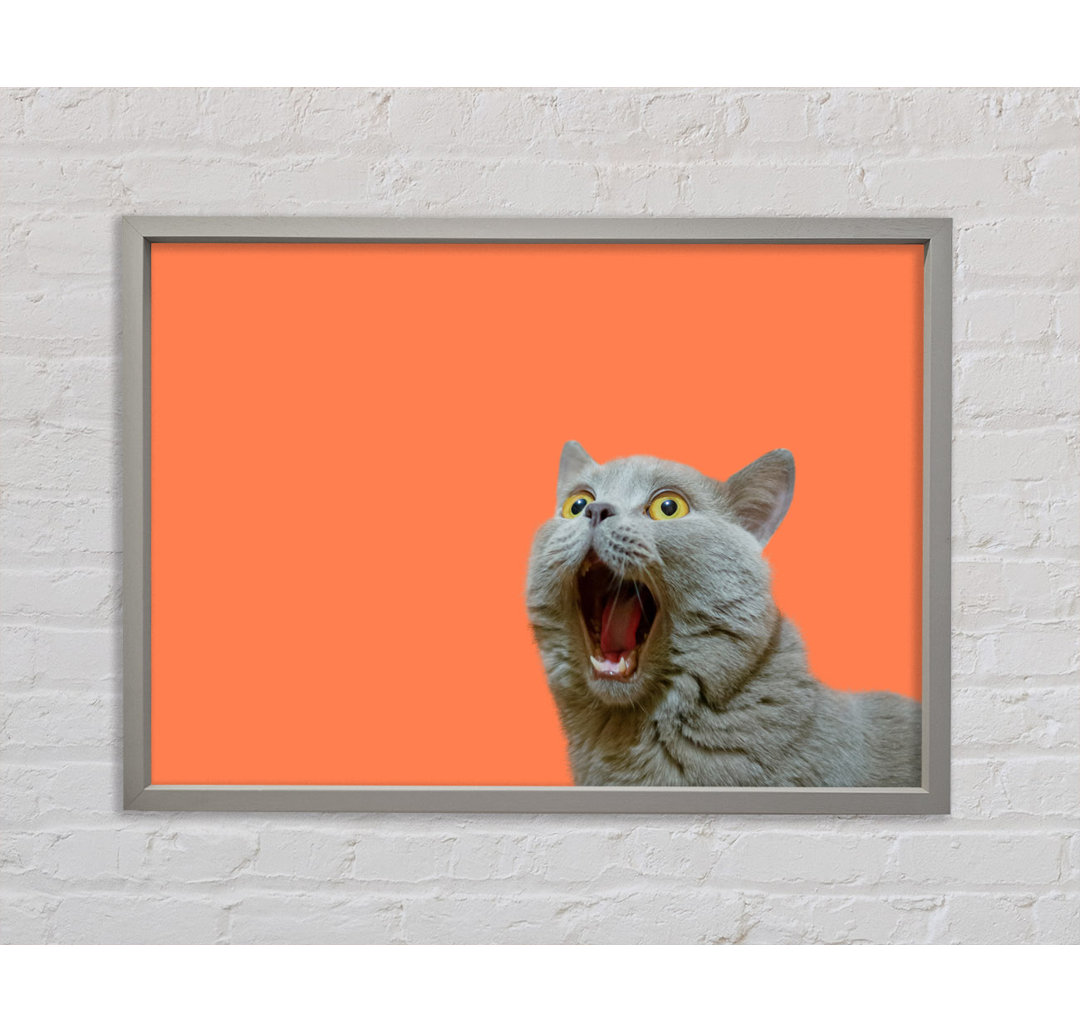 Katze auf der Orange - Einzelner Bilderrahmen Kunstdrucke auf Leinwand