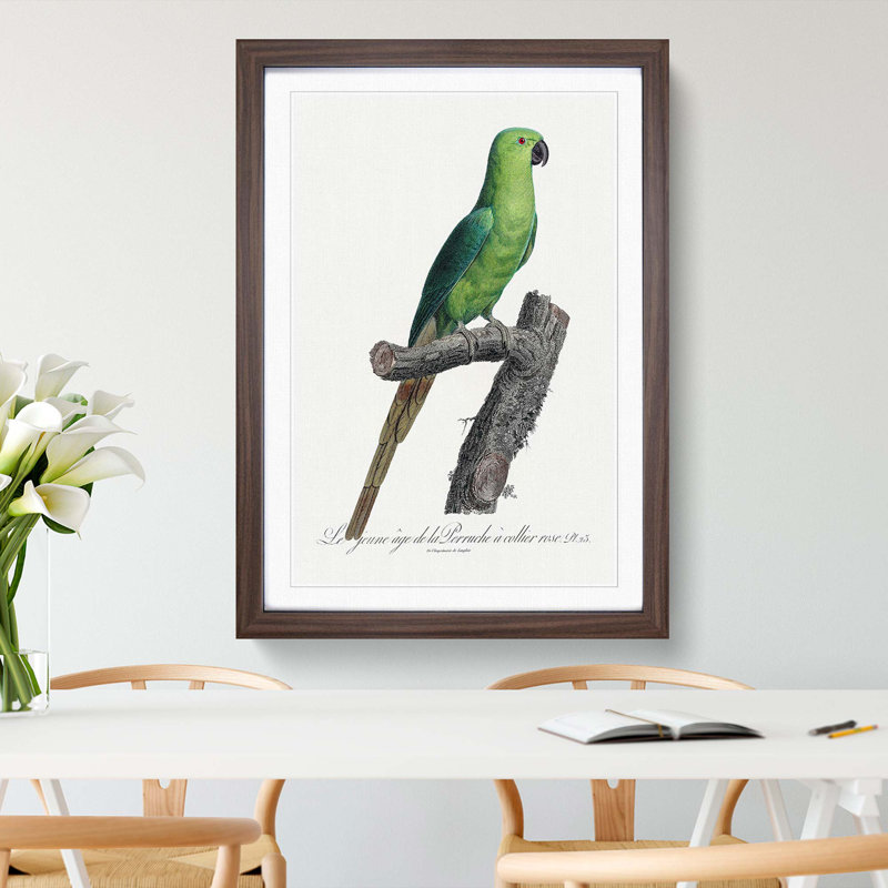 The Rose-Ringed Parakeet by F. Levaillant - Picture Frame Painting Print, Walnut Framed, 36cm H x 27cm W x 2cm D