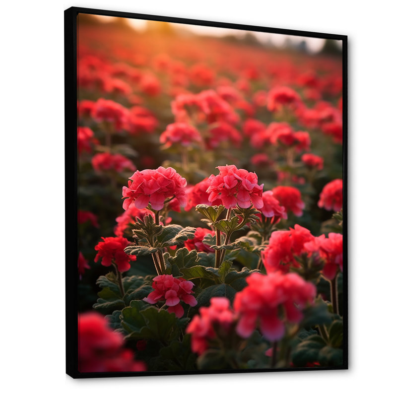 Photo Og Geraniums Field II sur toile, H 40 po x l 30 po x P 1,5 po, Cadre flottant noir