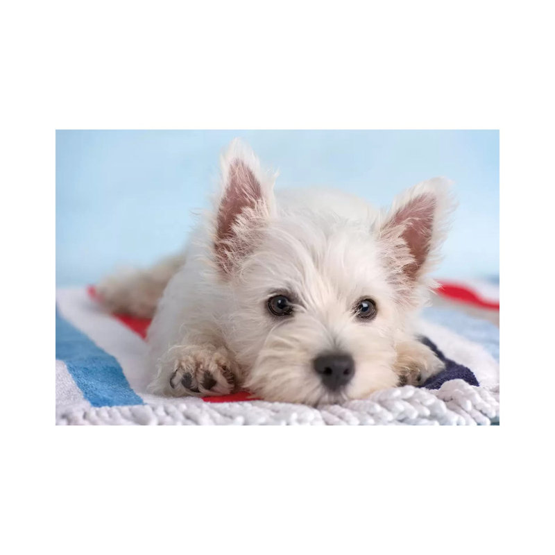 Blanco I 1 Piece Wrapped Canvas Wall Art, 20.32 cm H x 30.48 cm W
