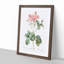 Cabbage Rose in Pink by Pierre-Joseph Redoute - Picture Frame Art Print-55513221-55513220