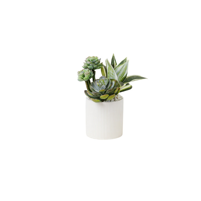 Succulents Arrangement in Ribbed White Ceramic Planter