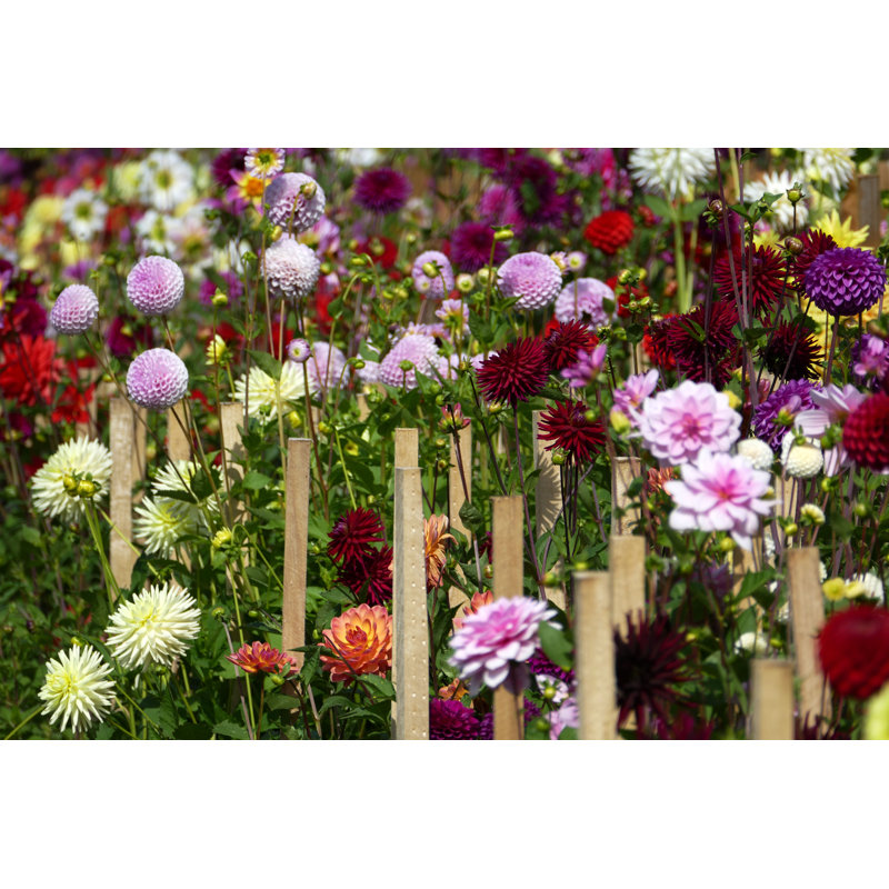 Gardens by Kodachrome25 - No Frame Art Prints on Canvas, 20cm H x 30cm W
