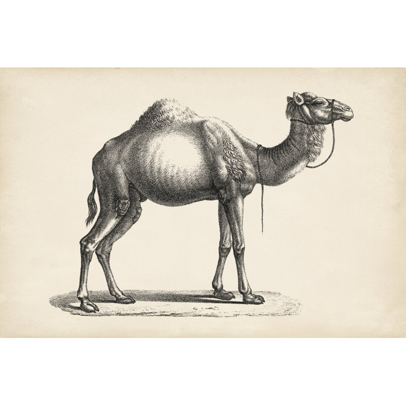 Brodtmann Dromedary - Drawing, 61cm H x 91cm W, Black Floater Framed